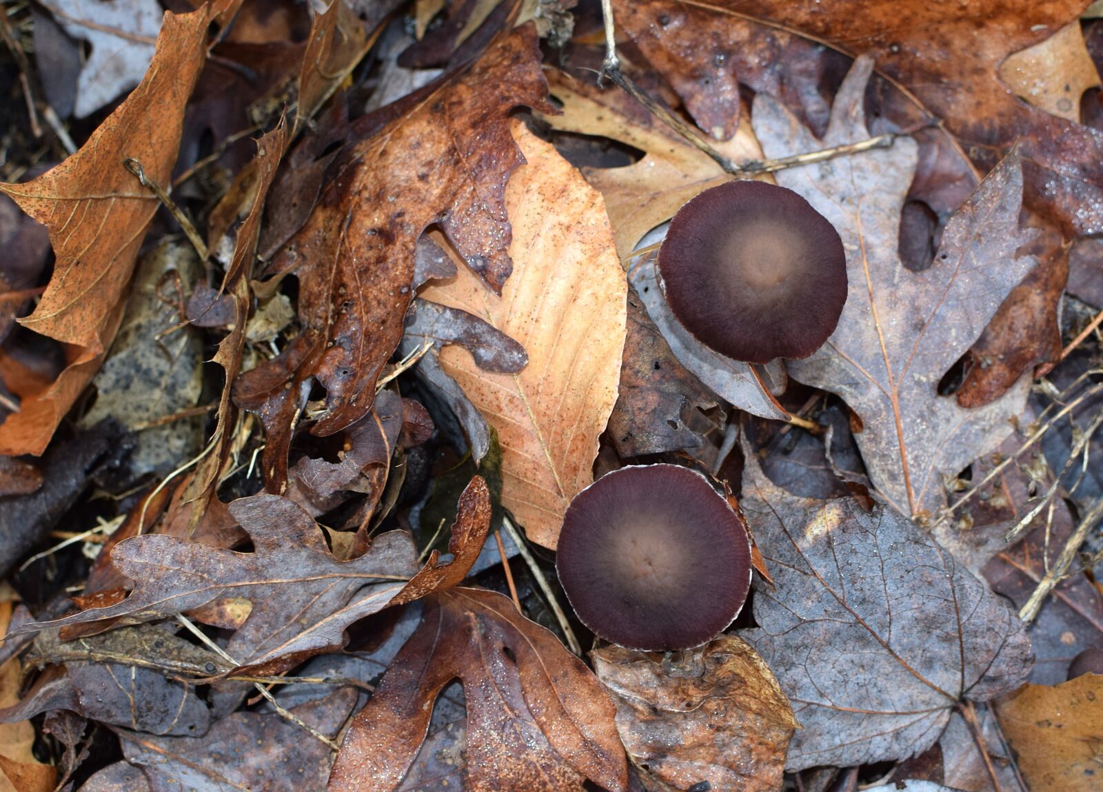 Nikon D3300 sample photo. Dark brown mushrooms, mushrooms photography