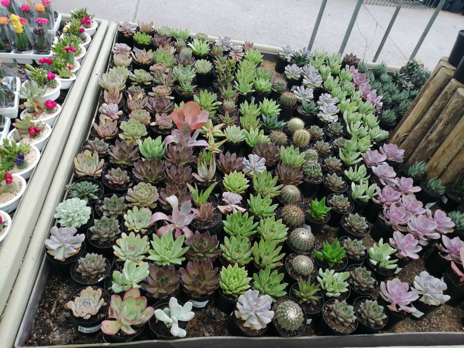 HUAWEI P SMART 2019 sample photo. Cactus, succulents, succulent photography
