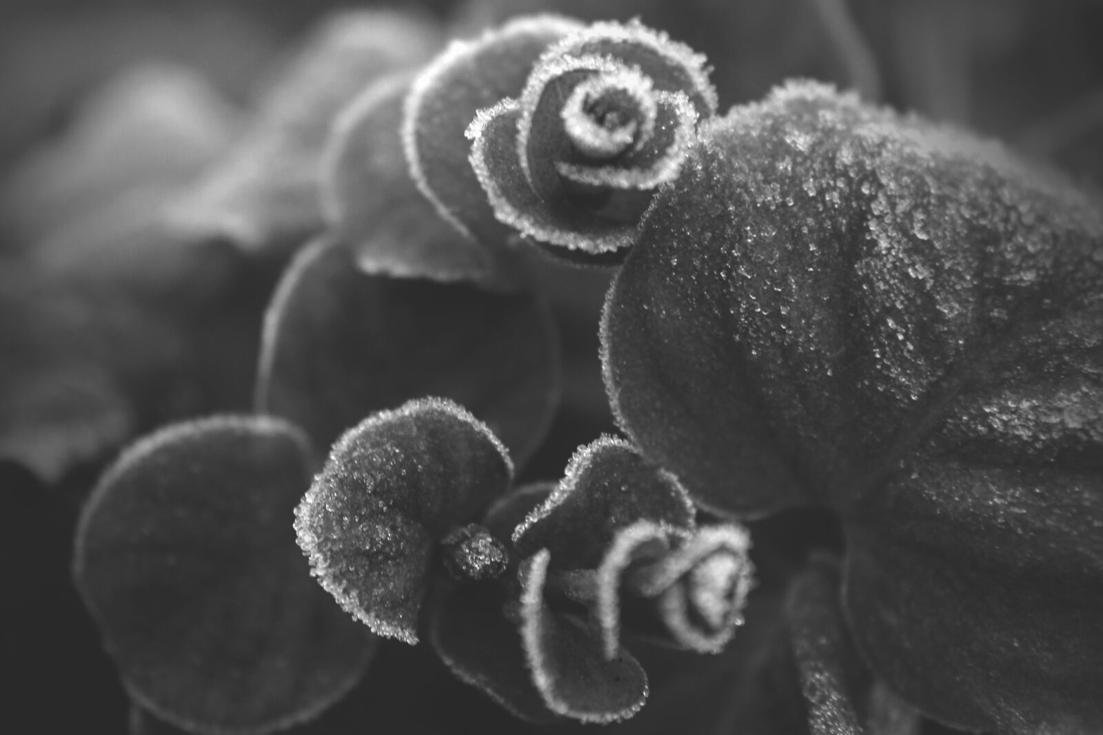 Canon EOS 1100D (EOS Rebel T3 / EOS Kiss X50) sample photo. Nature, frost, winter photography