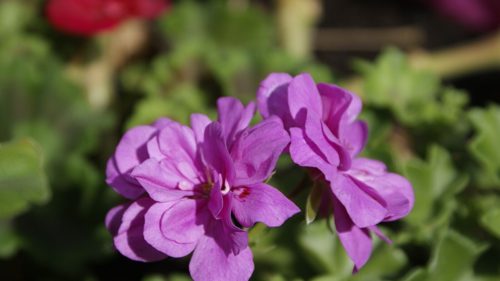 Sony Alpha DSLR-A380 sample photo. Geranium, flowers, violet photography
