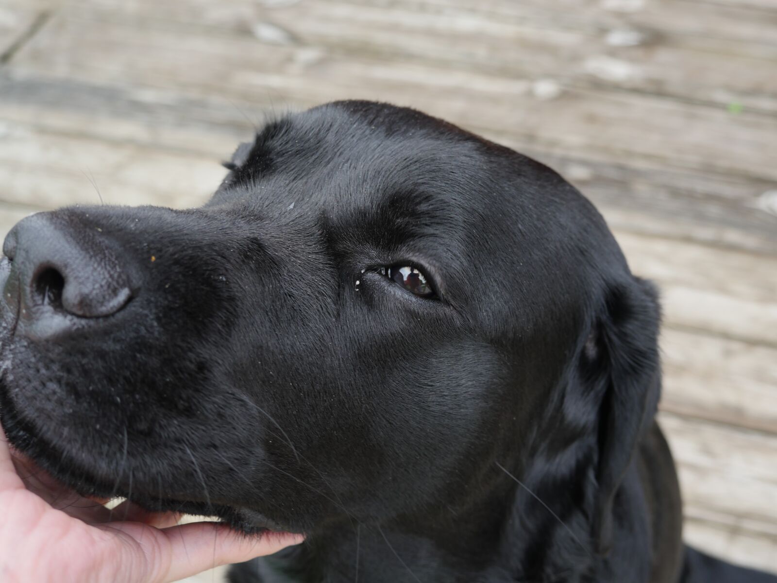 Panasonic Lumix DMC-GX8 sample photo. Labrador, snout, closeup photography