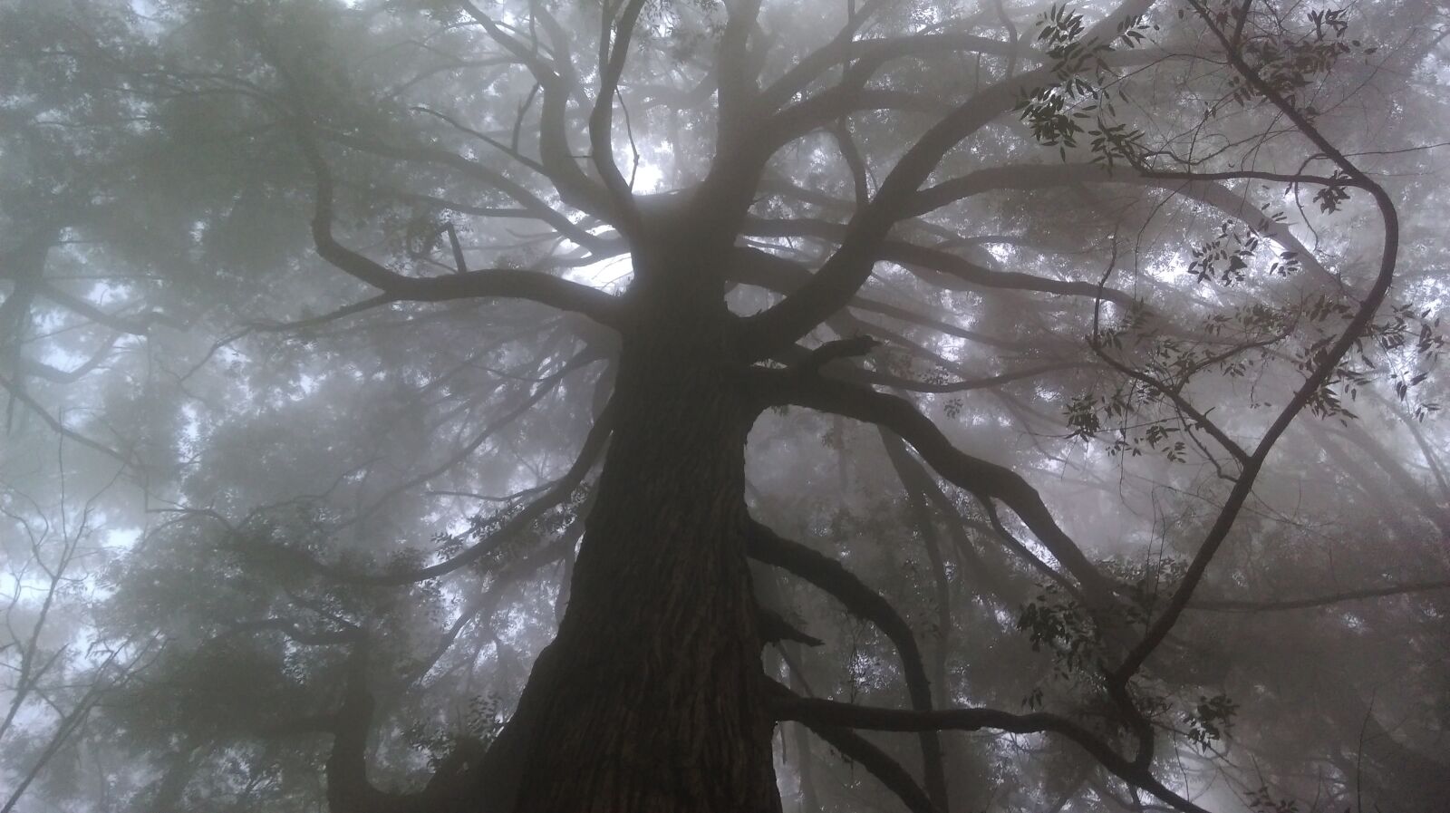 HTC ONE (E8) sample photo. Nature, art, mist photography