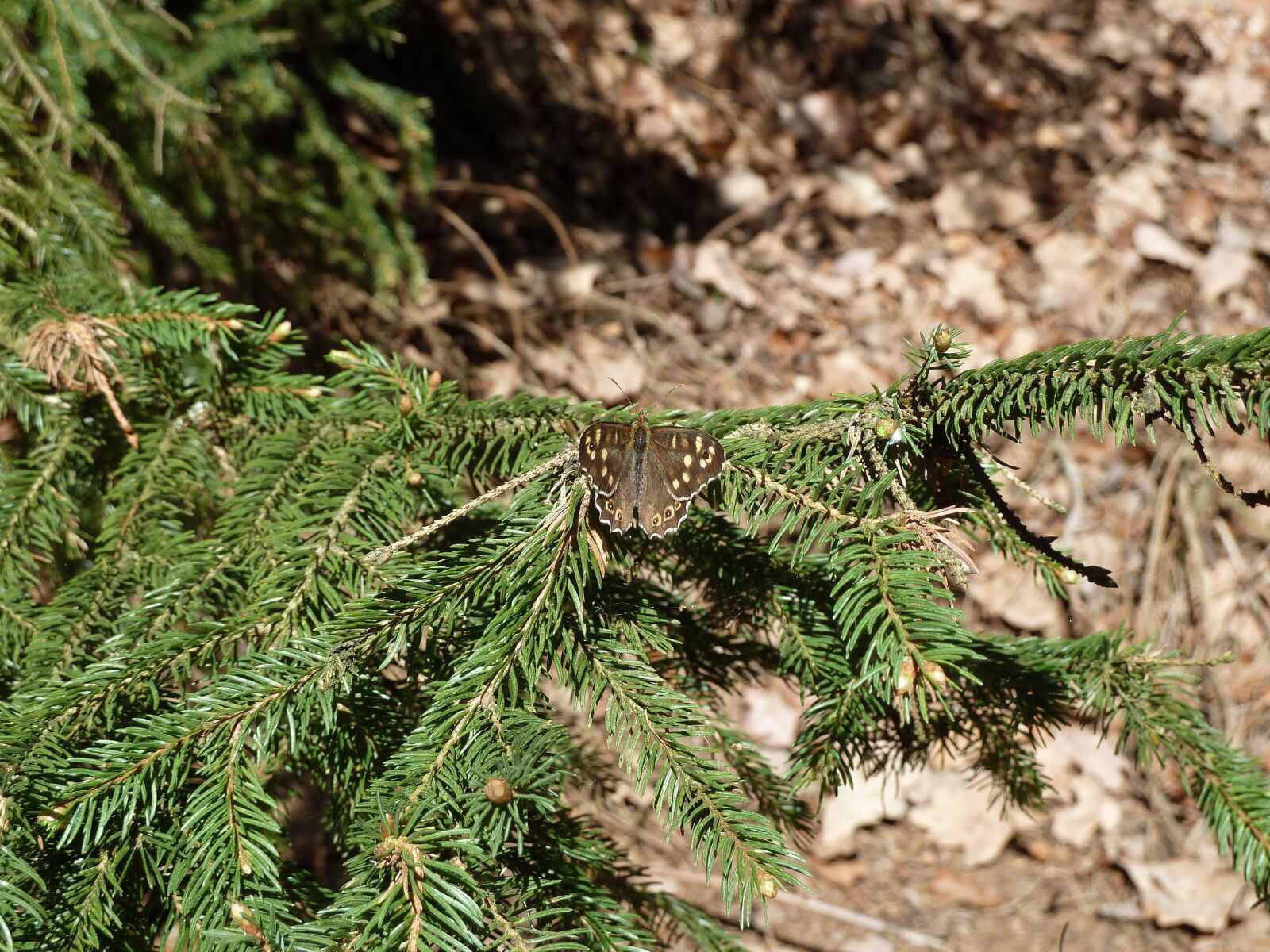 Panasonic Lumix DMC-ZS7 (Lumix DMC-TZ10) sample photo. Butterfly, spruce, forest photography