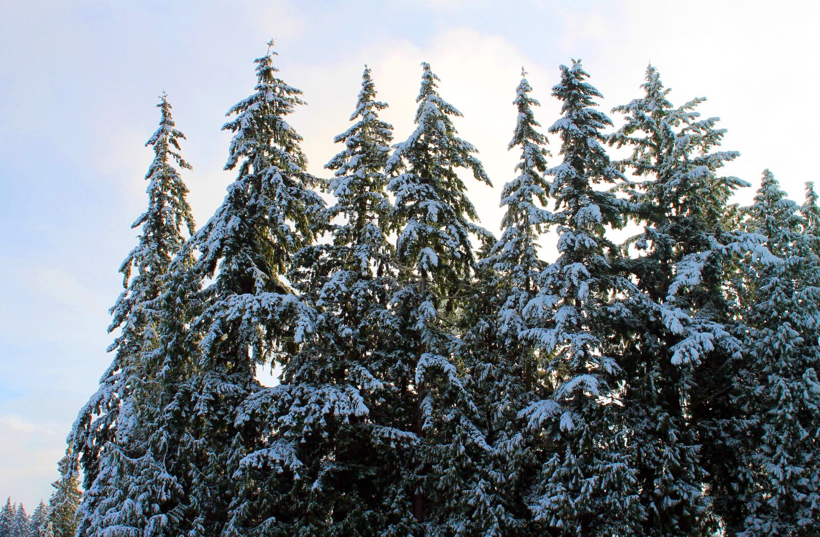 Canon EOS 1100D (EOS Rebel T3 / EOS Kiss X50) sample photo. Winter, snow, trees photography