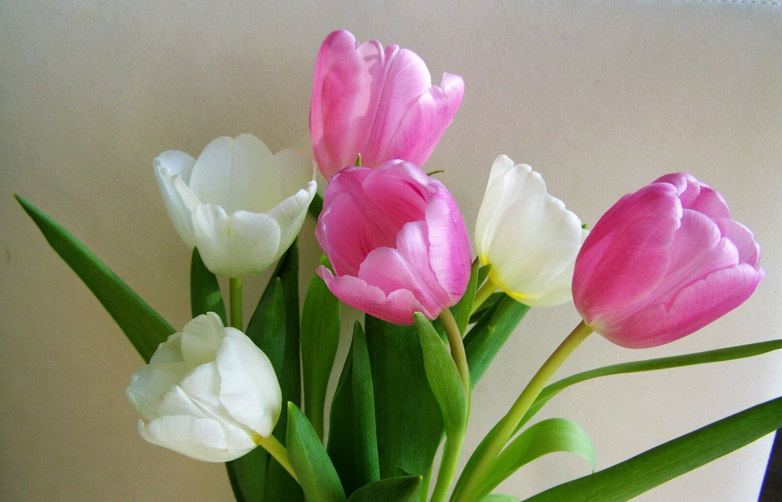 Kodak EASYSHARE ZD710 ZOOM DIGITAL CAMERA sample photo. Tulip bouquet, cut flower photography