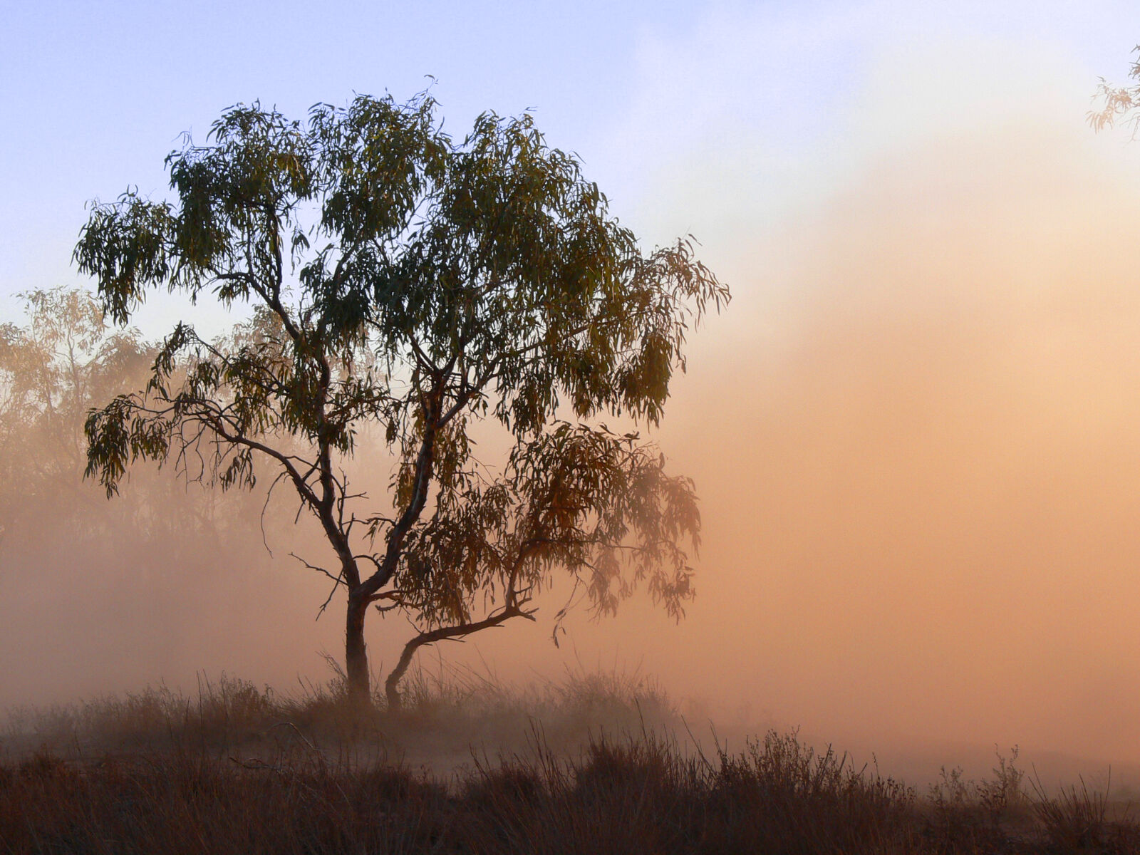 Panasonic DMC-FZ30 sample photo. Tree, sandstorm, bluesky, desert photography