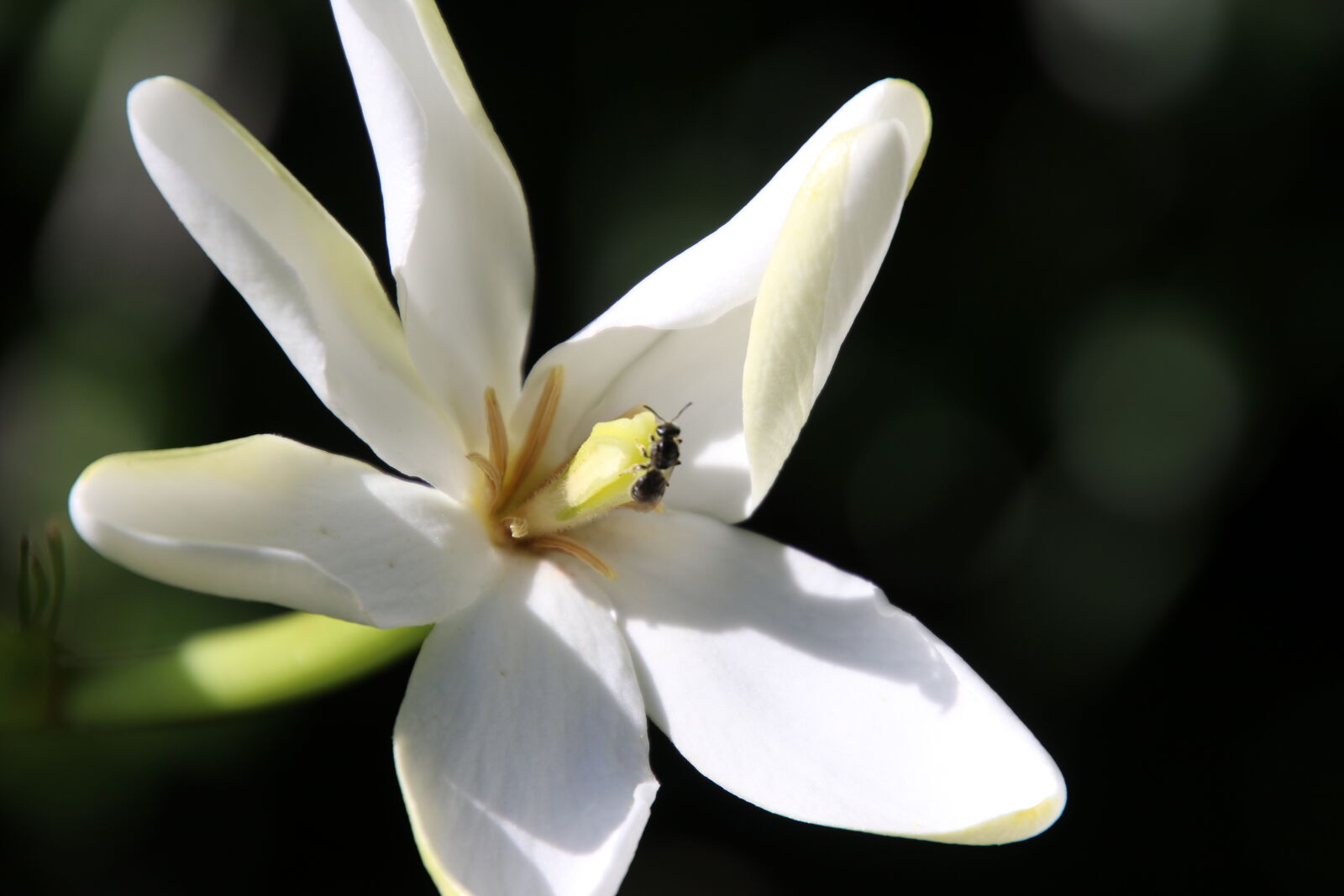 Canon EOS 7D Mark II sample photo. Flower, garden, insect, white photography