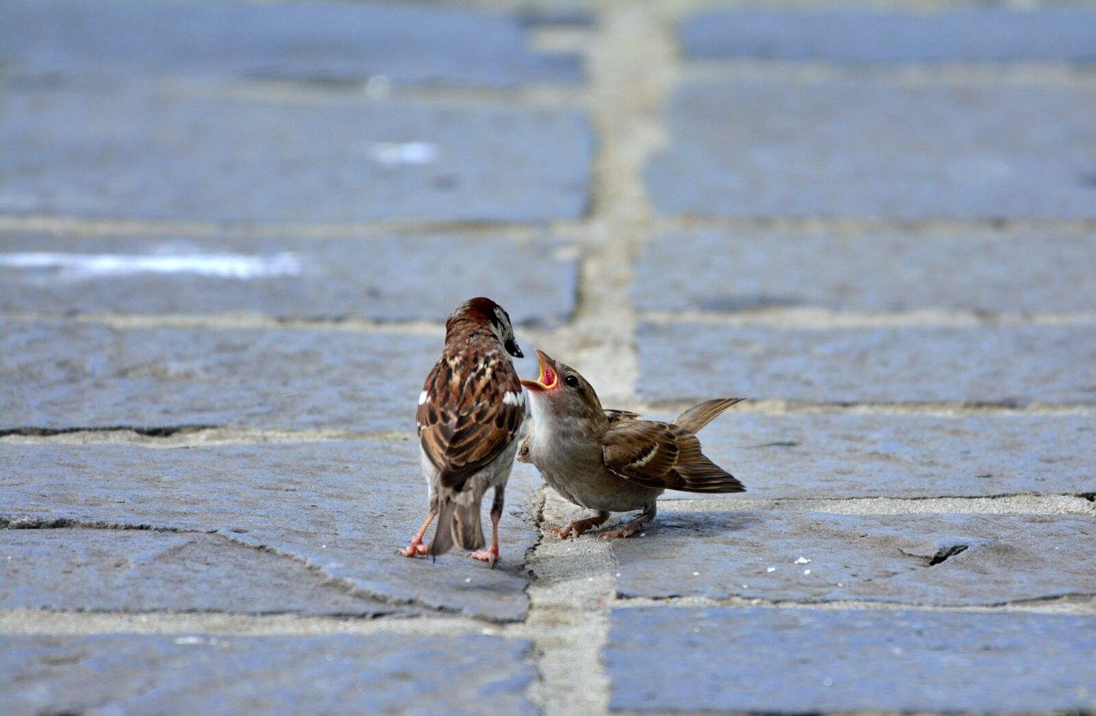Nikon D5200 sample photo. Sparrow, bird, nature photography