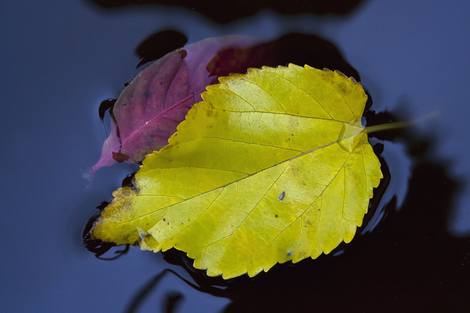Canon EOS-1D Mark II N sample photo. Autumn, leaf, yellow photography