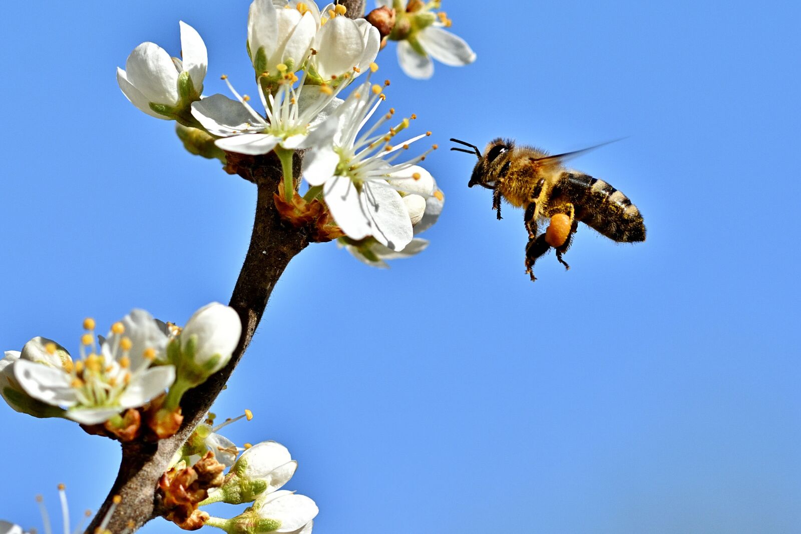 Nikon D5200 sample photo. Nature, bee, flowers photography