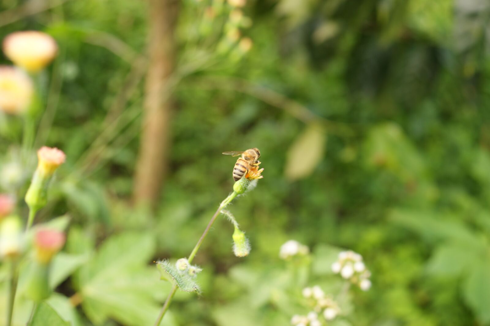 Sony Alpha DSLR-A390 sample photo. Nature, in, the photography