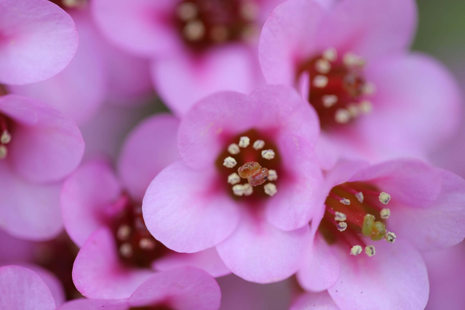 Canon EF 100mm F2.8 Macro USM sample photo. Organism, pink, flower, plant photography