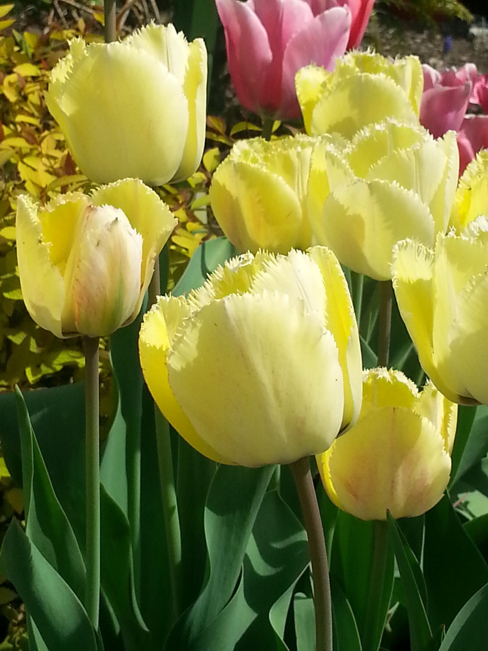 Samsung Galaxy S3 sample photo. Tulips, yellow, flowers photography