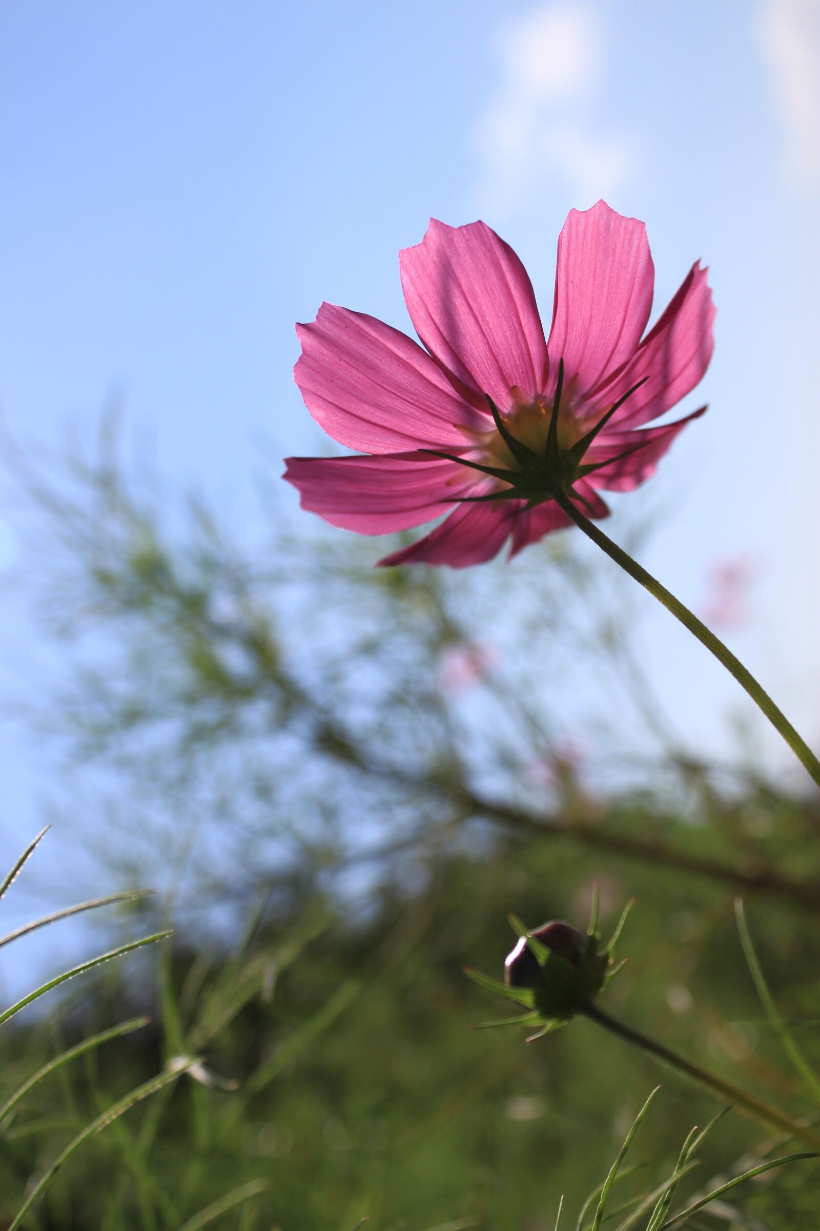 Canon EOS 500D (EOS Rebel T1i / EOS Kiss X3) sample photo. Cosmos, flowers, nature photography