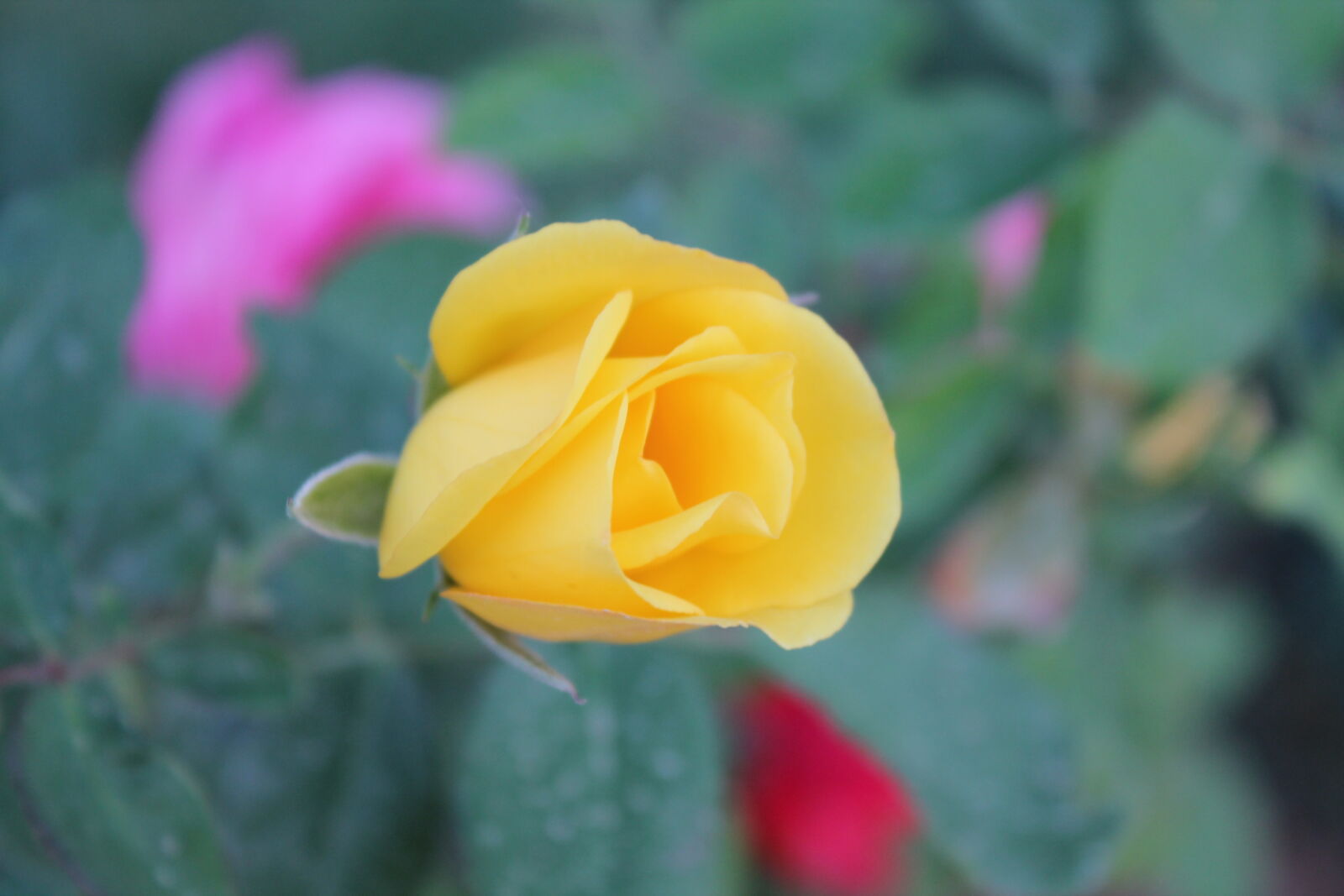 Canon EOS 1100D (EOS Rebel T3 / EOS Kiss X50) sample photo. Flower, yellow, flowers photography