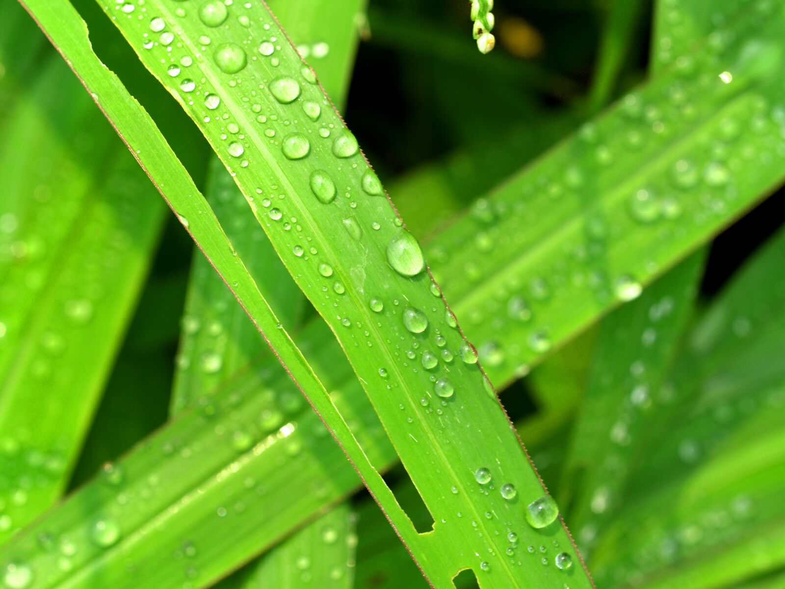 Olympus E-300 (EVOLT E-300) sample photo. Water, drops, leaf photography