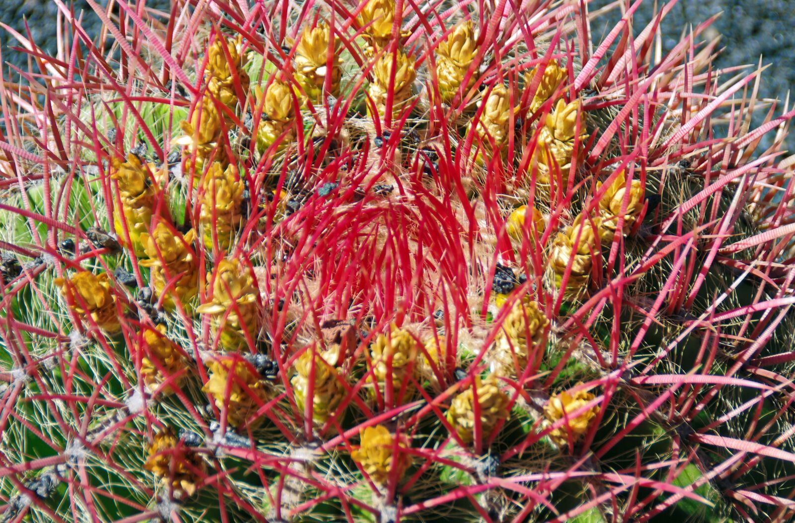 Pentax K-5 sample photo. Lanzarote, cactus, flower photography