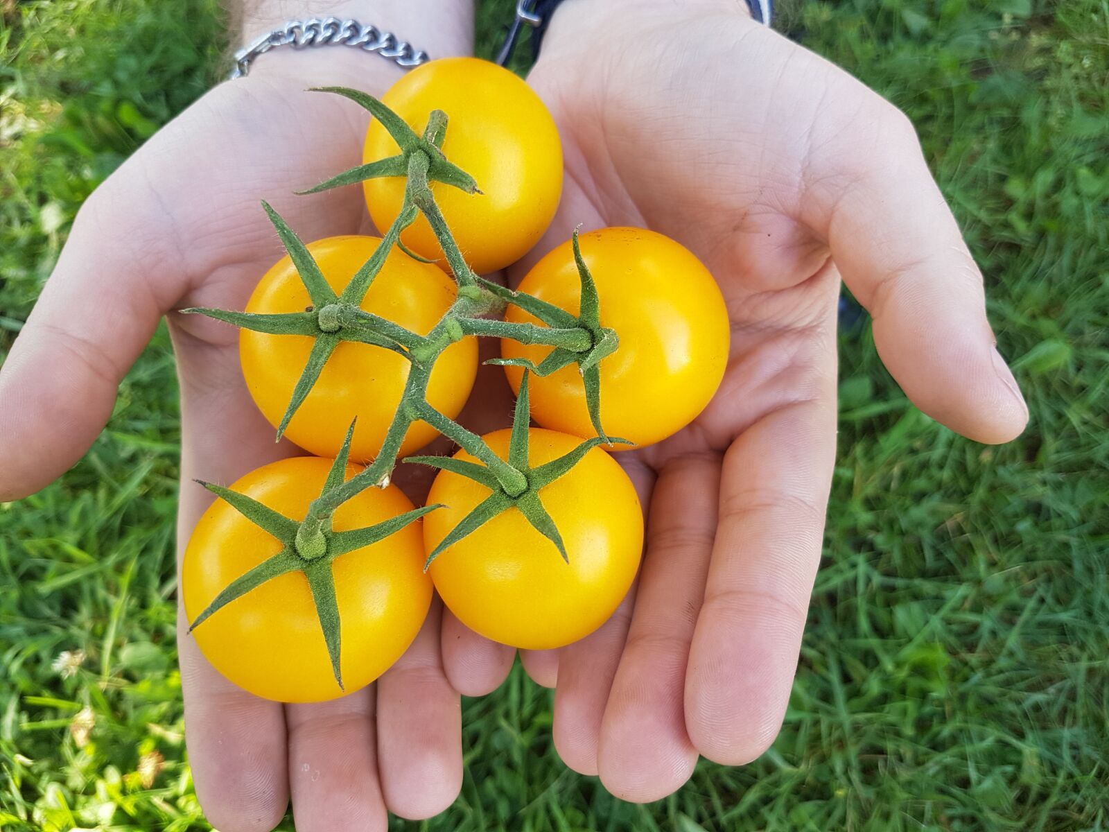 Samsung Galaxy S7 sample photo. Tomato, tomatoes, tomatoes in photography