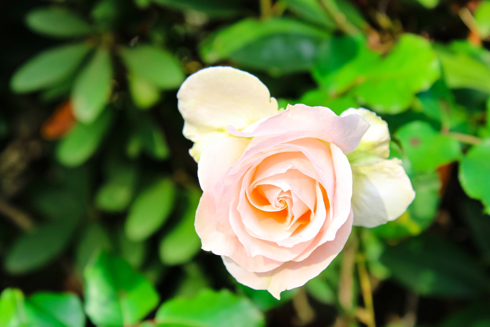 Canon EOS 2000D (EOS Rebel T7 / EOS Kiss X90 / EOS 1500D) sample photo. Flower, rose, nature photography