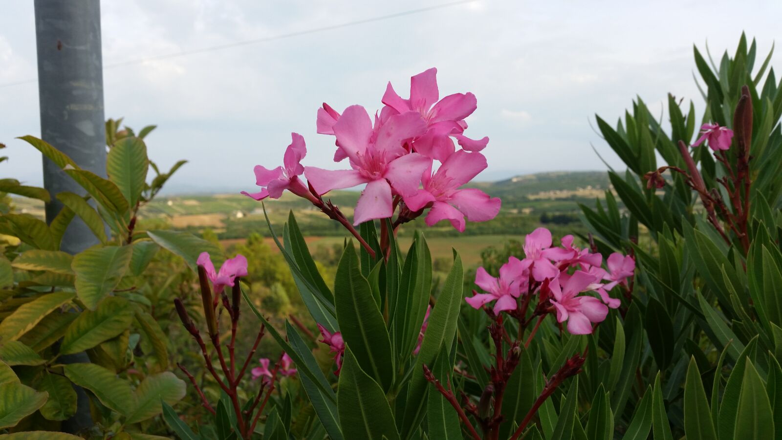 Samsung Galaxy S5 sample photo. Backcountry, beautiful, flowers, long photography