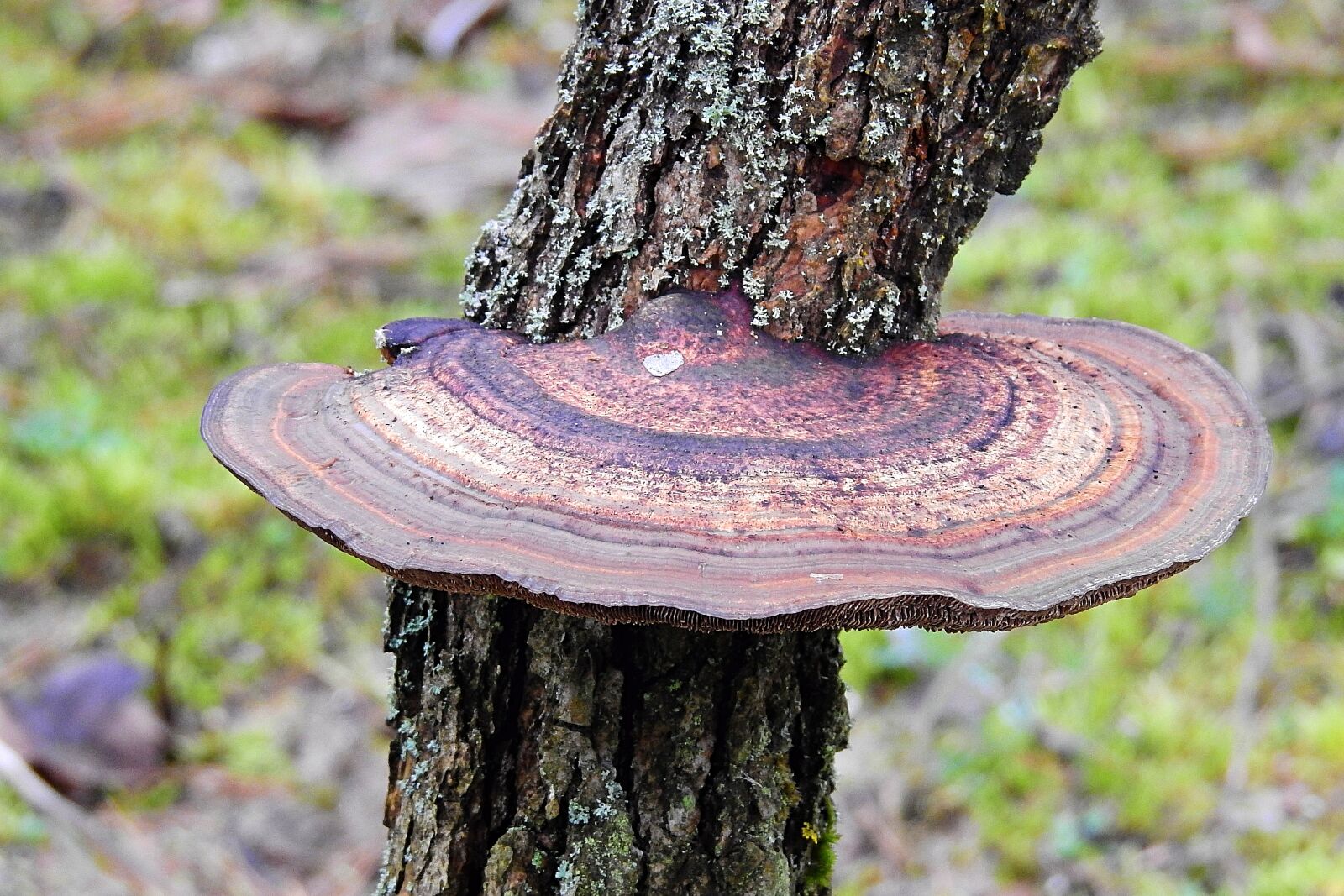 Nikon Coolpix P900 sample photo. Nature, tree, mushroom photography