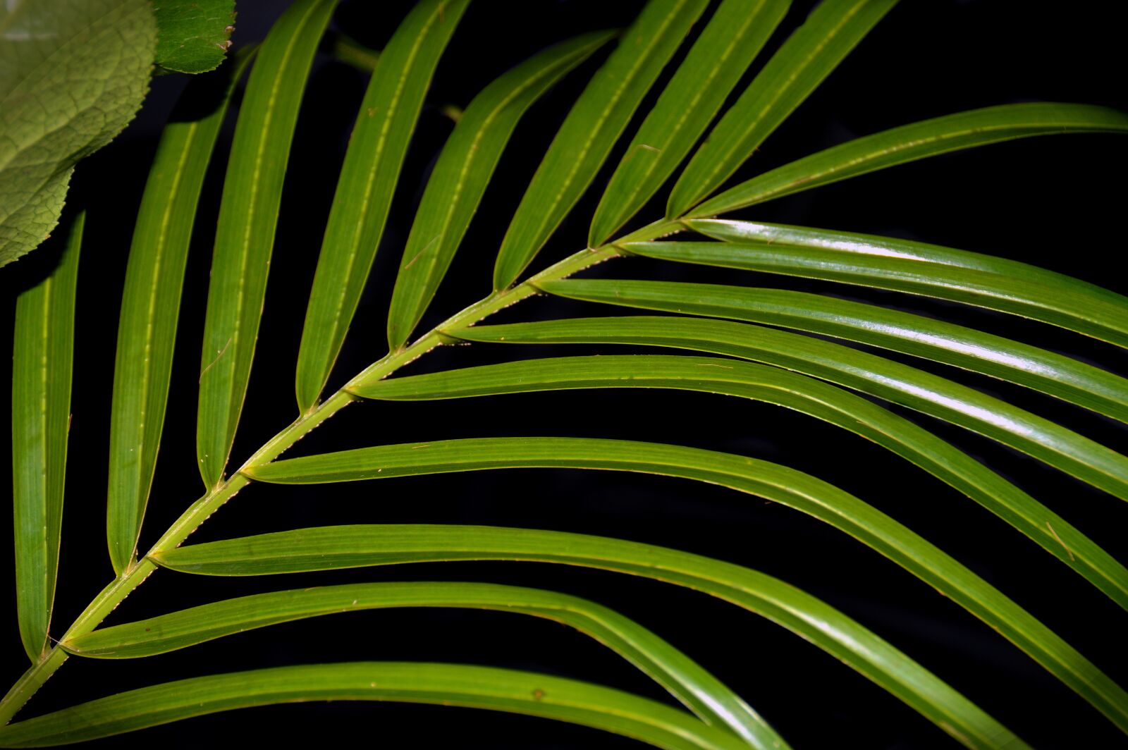 Nikon D3200 sample photo. Leaf, green and black photography