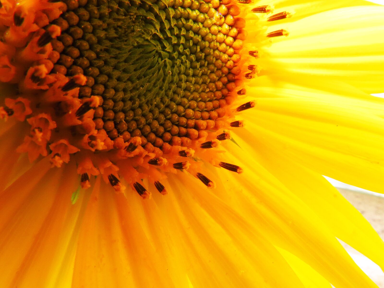 Canon PowerShot SX50 HS sample photo. Sunflower, macro, yellow photography
