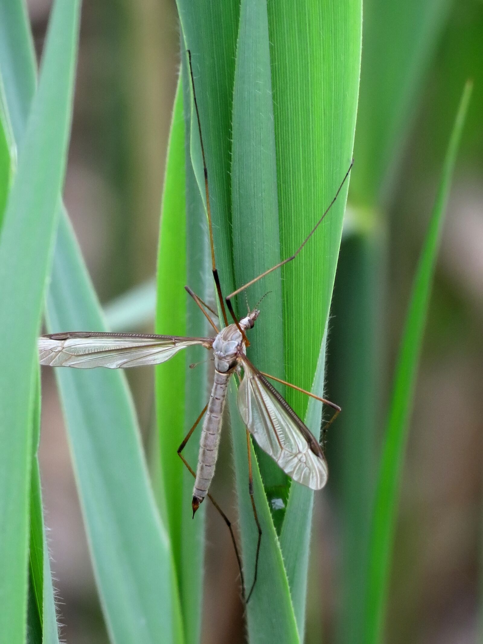 Canon PowerShot SX40 HS sample photo. Mosquito, insect, nature photography