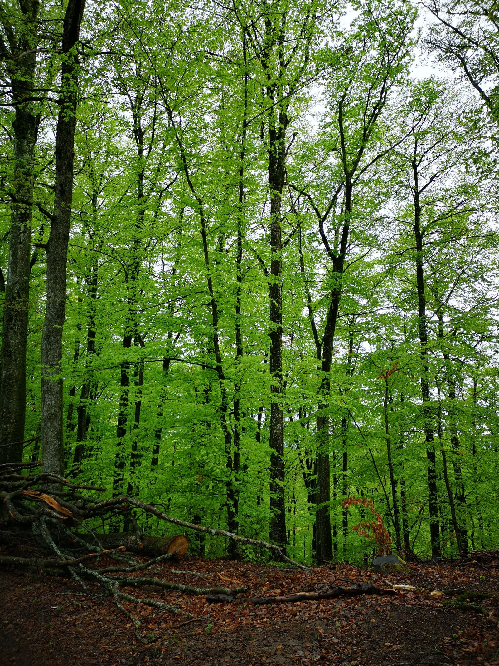 HUAWEI CLT-L09 sample photo. Wood, green, nature photography