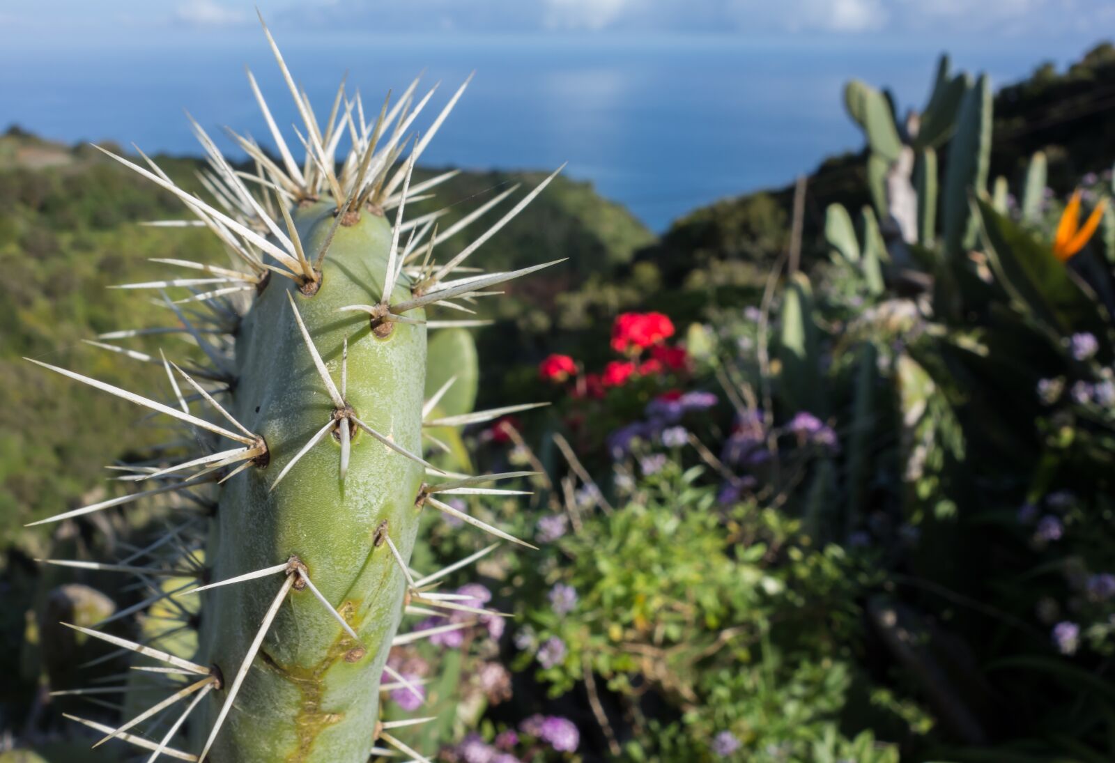 Sony Cyber-shot DSC-RX100 sample photo. Canary islands, cactus, la photography