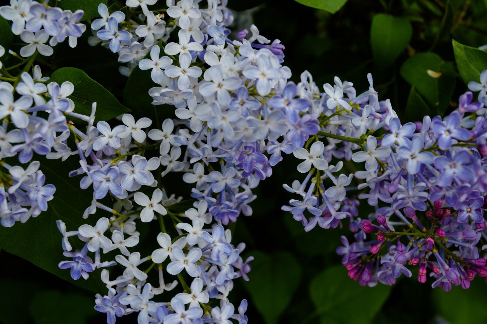 Nikon D3200 sample photo. Flowers, flowering shrub, garden photography
