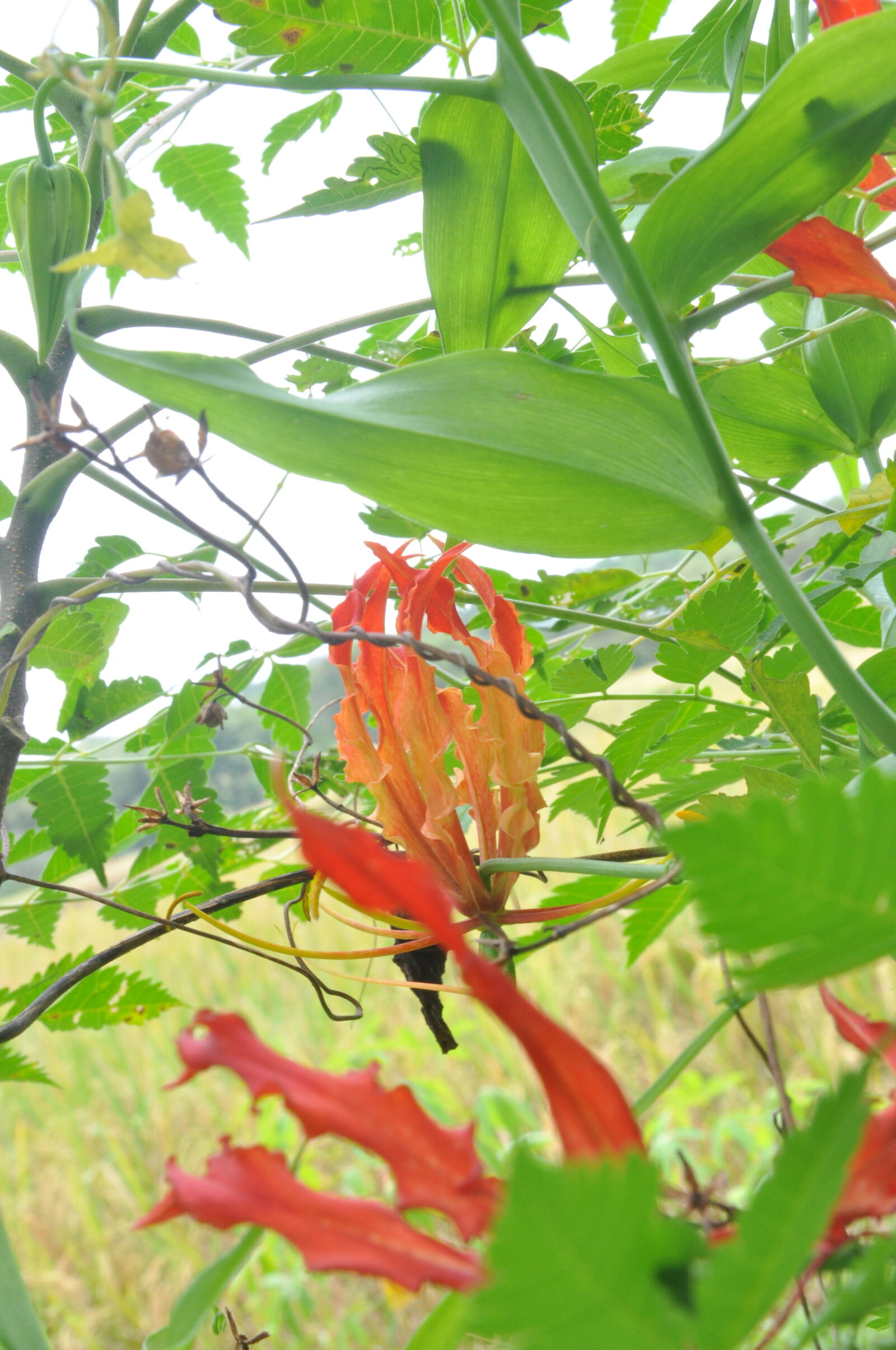 Nikon D90 sample photo. Charming, flower photography