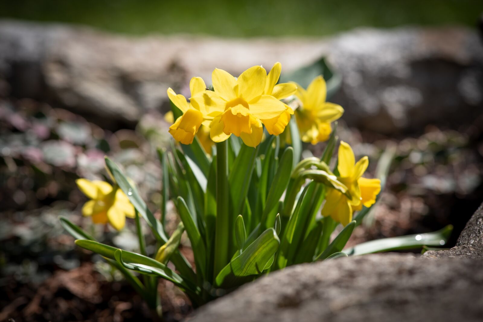 Nikon D750 sample photo. Daffodils, yellow, small photography