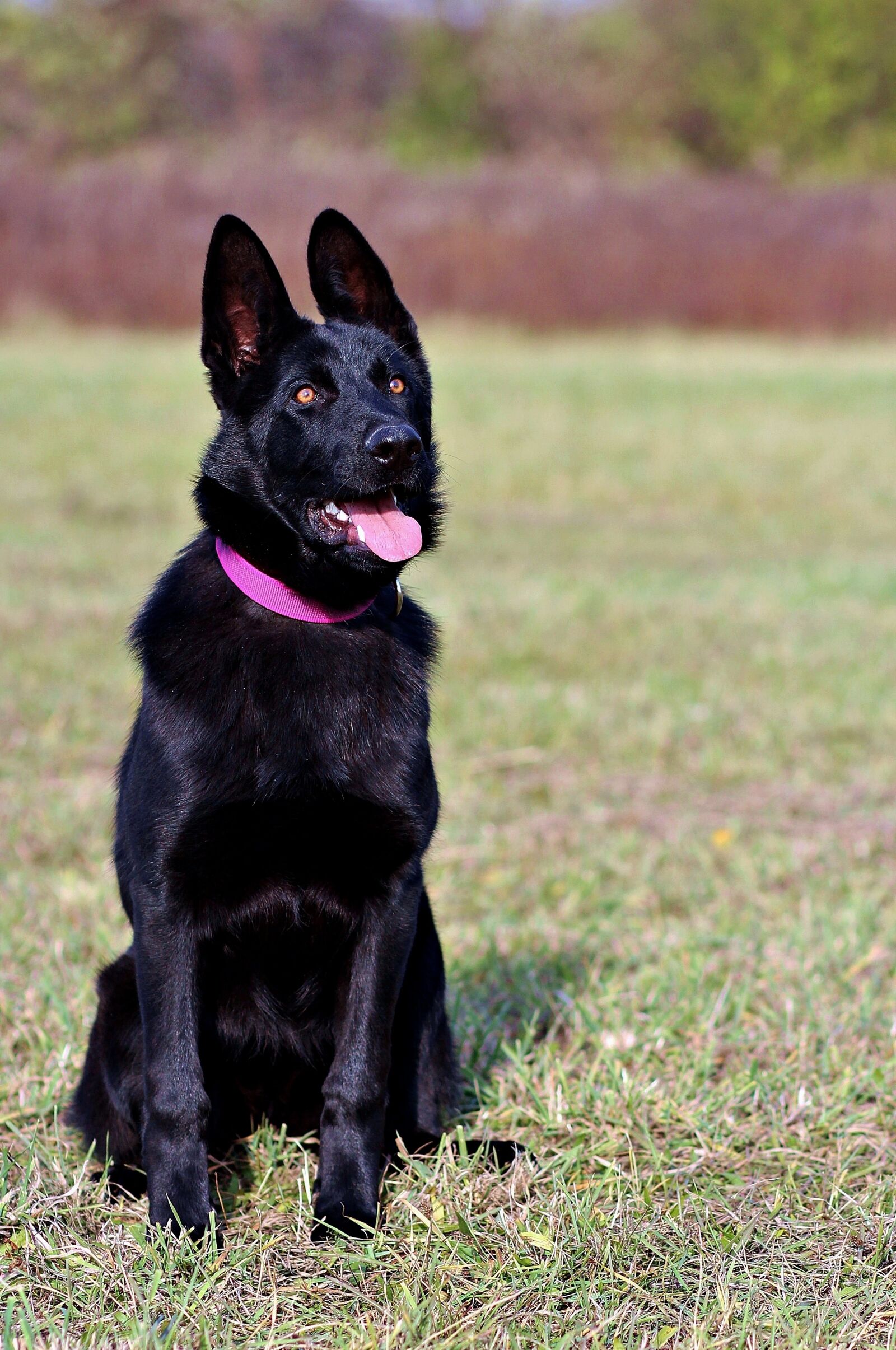 Canon EOS 600D (Rebel EOS T3i / EOS Kiss X5) sample photo. Black german shepherd, dog photography