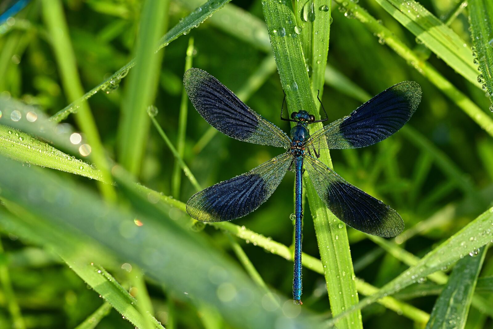 Nikon D5200 sample photo. Dragonfly, banded demoiselle, morgentau photography