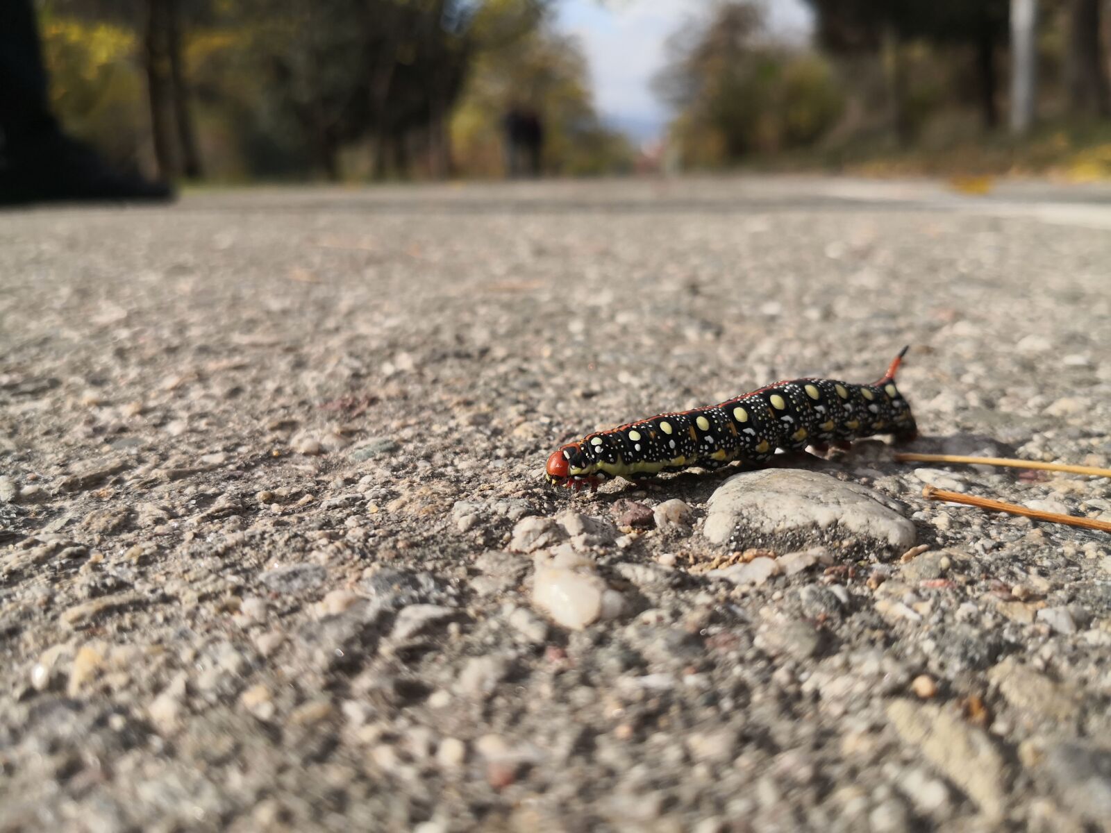 HUAWEI Mate 10 Pro sample photo. Caterpillar, crawling, grey photography