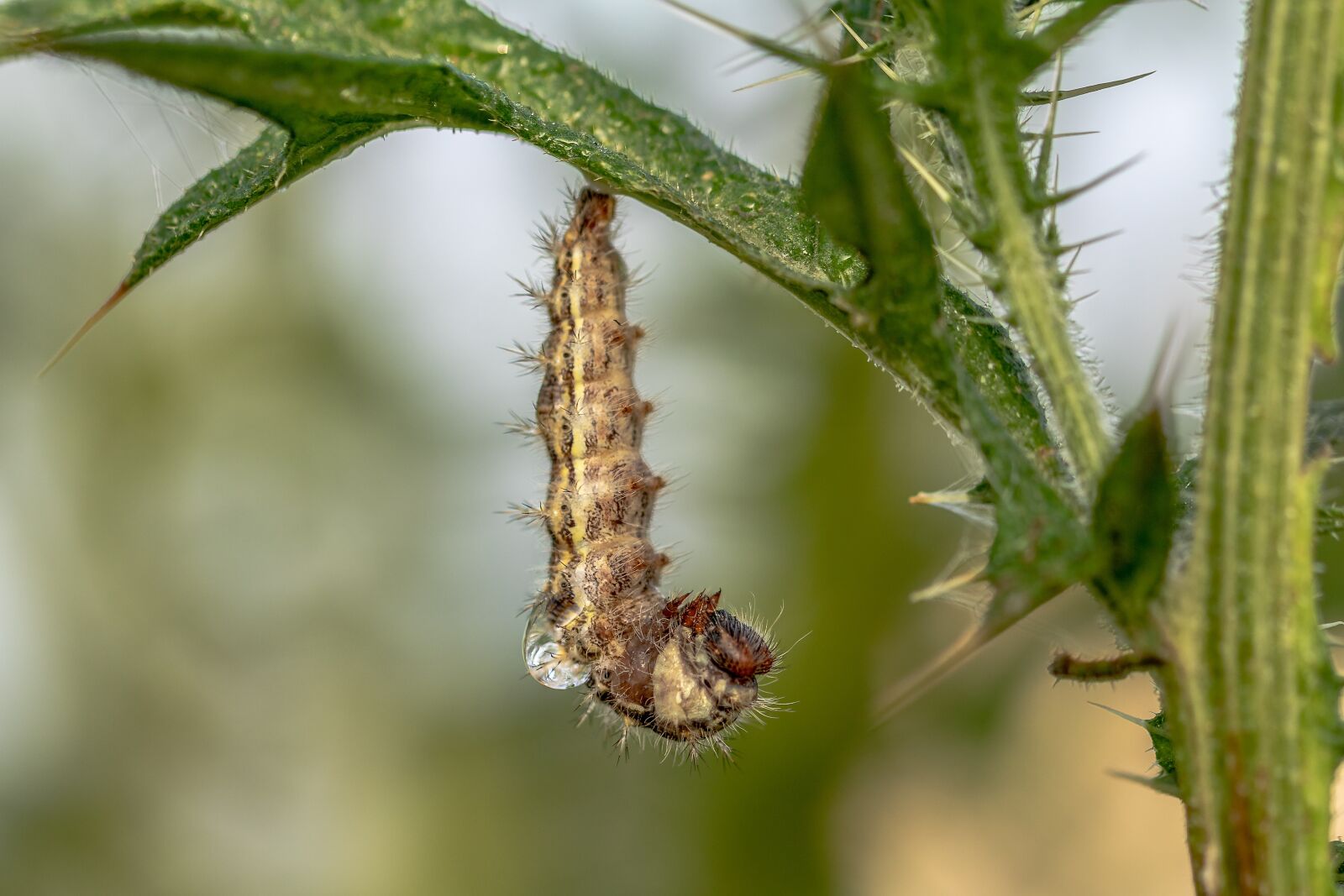 Canon EOS 750D (EOS Rebel T6i / EOS Kiss X8i) sample photo. Caterpillar, butterfly, nature photography