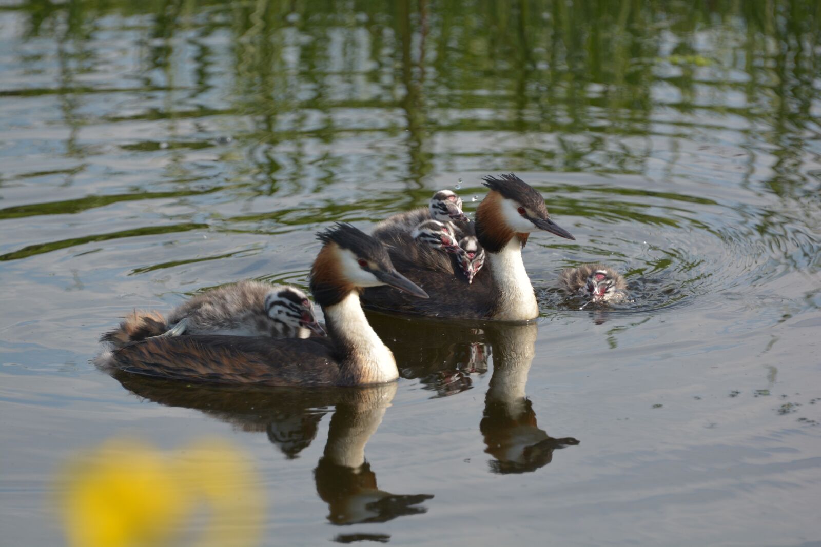 Nikon D5200 sample photo. Grebe, bird, spring photography