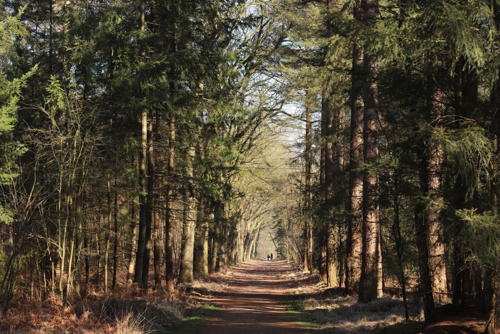 Canon EF 50mm F1.8 II sample photo. Mastbos, breda, netherlands photography