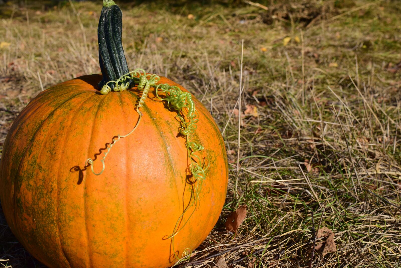 Nikon D3300 sample photo. Pumpkin, close up, autumn photography