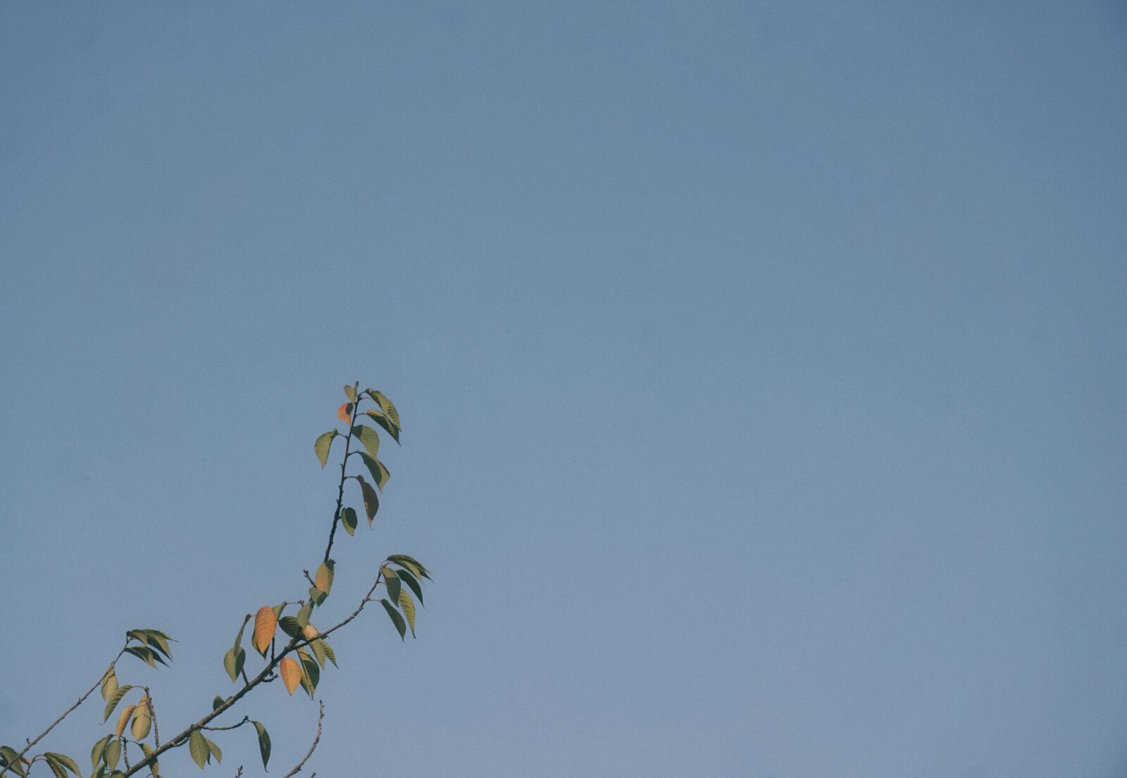 Sony a6000 sample photo. Sky, blue, the leaves photography