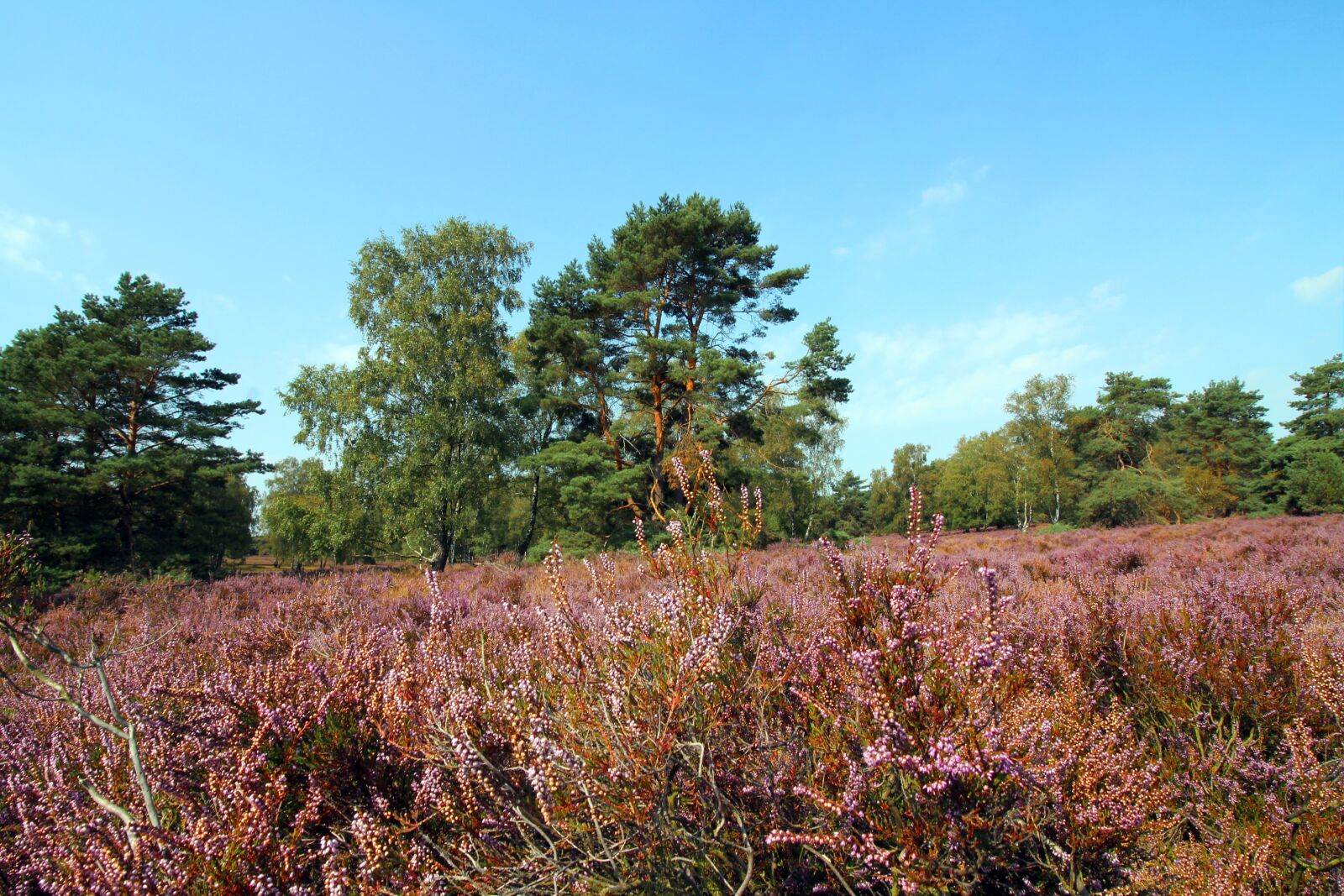 Canon EOS 600D (Rebel EOS T3i / EOS Kiss X5) + Canon EF-S 10-18mm F4.5–5.6 IS STM sample photo. Heide, fischbeker heath, l photography