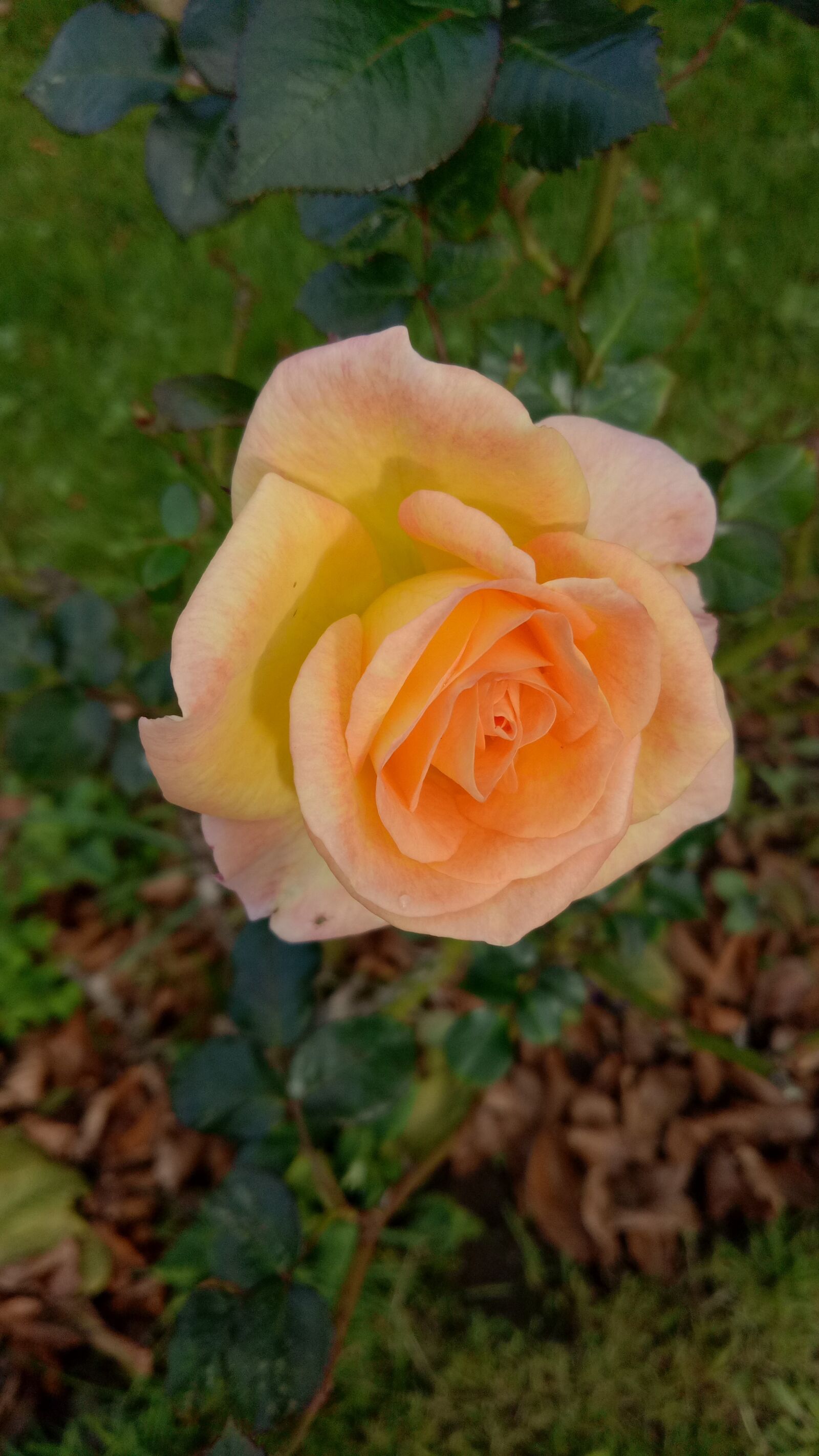 OPPO A1601 sample photo. Flower, roses, sheet photography