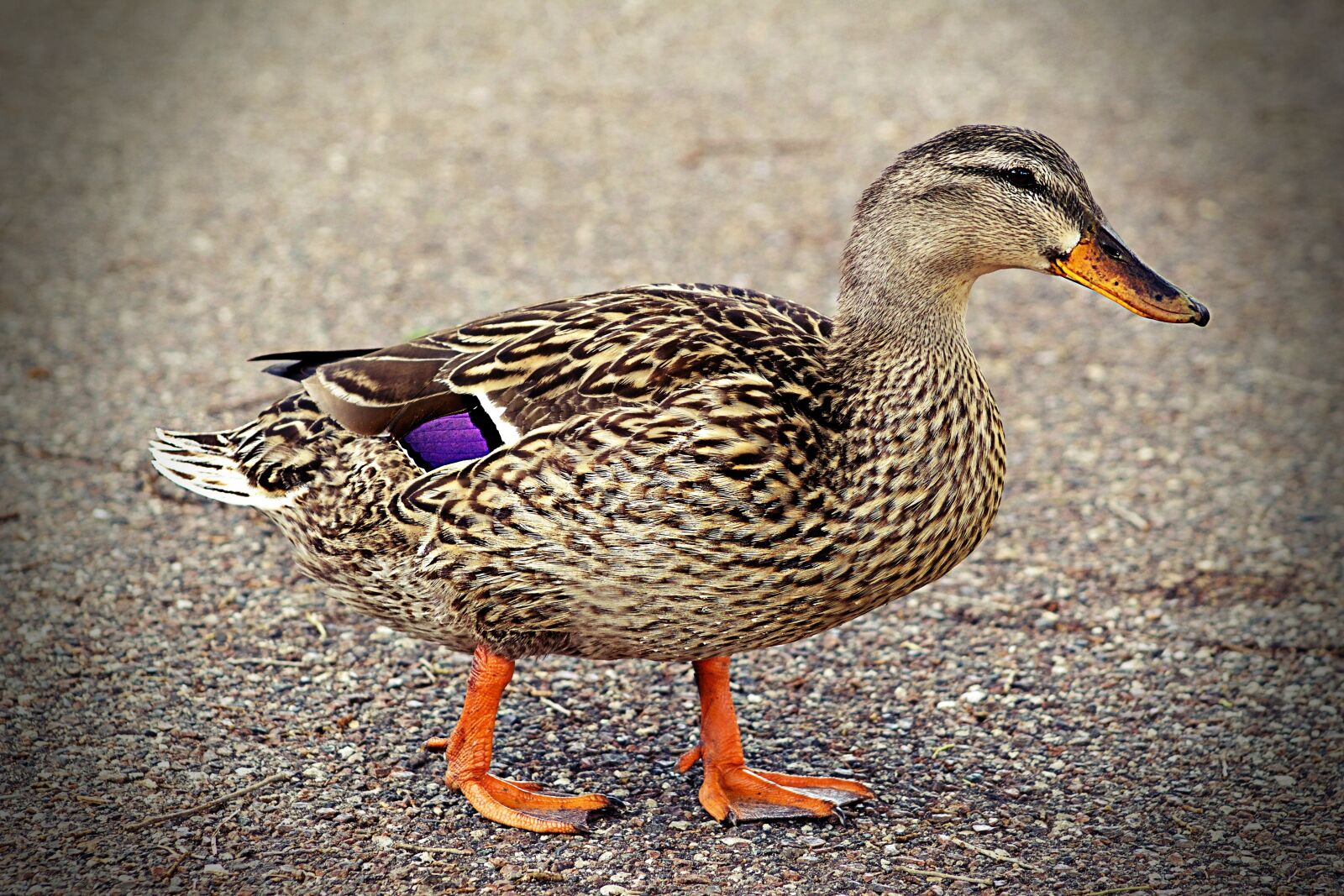 Canon EOS 1200D (EOS Rebel T5 / EOS Kiss X70 / EOS Hi) sample photo. Duck, walking, quack photography
