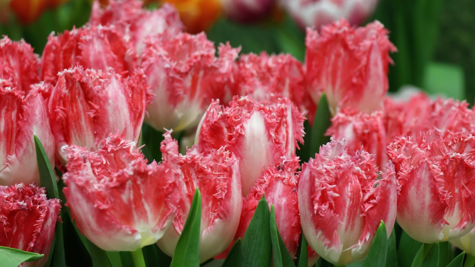 Canon EOS 77D (EOS 9000D / EOS 770D) sample photo. Tulips, tulip, pink photography