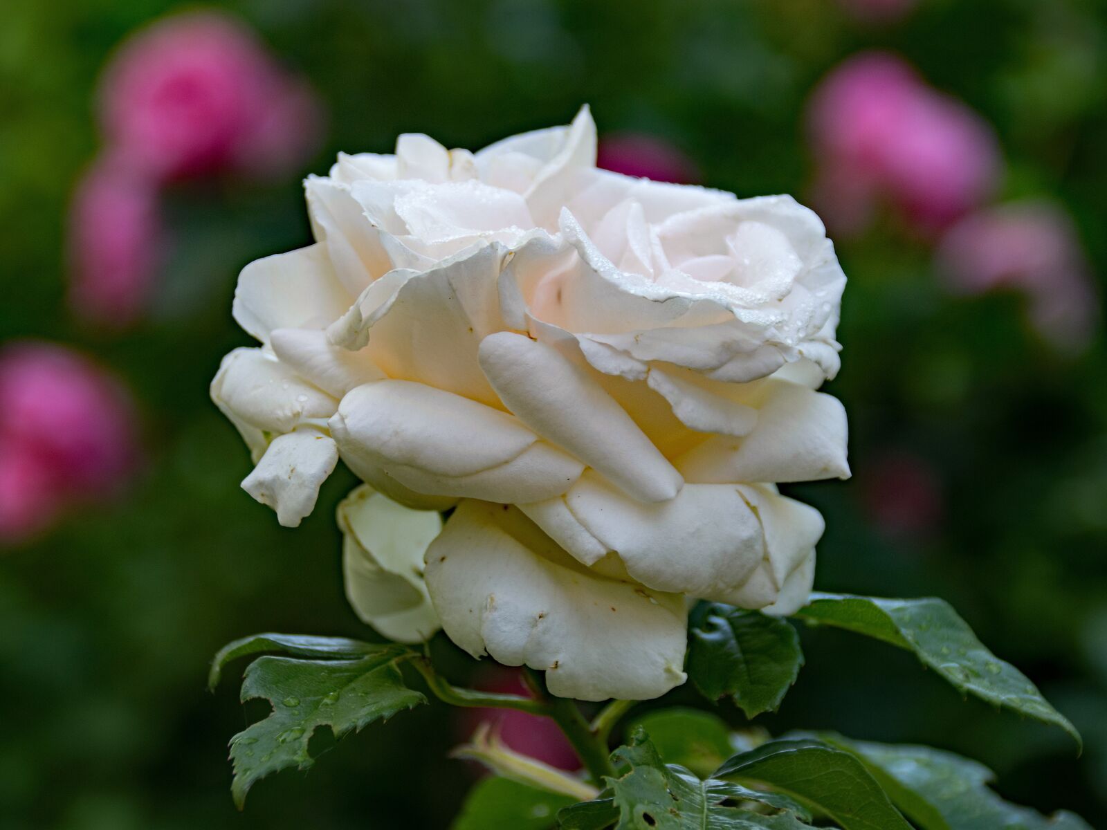 Nikon D5300 sample photo. Rose, snow white, shrub photography