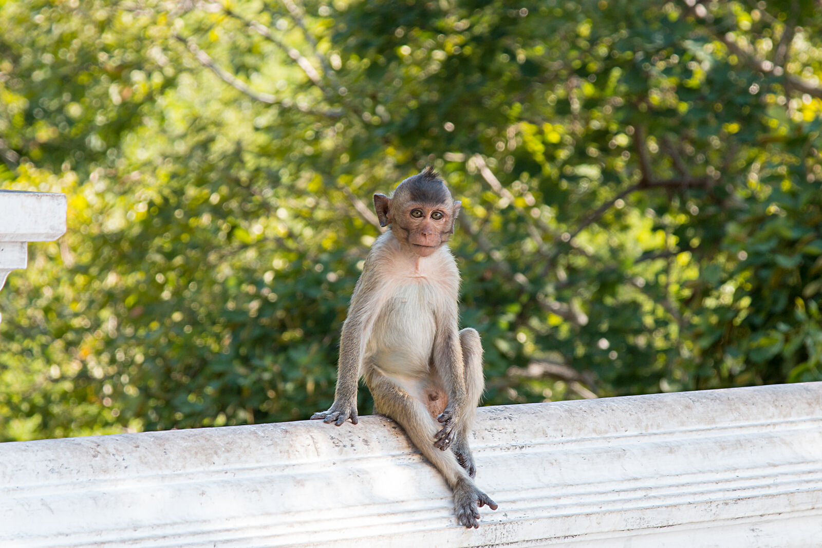Canon EOS 70D sample photo. Animal, monkey photography