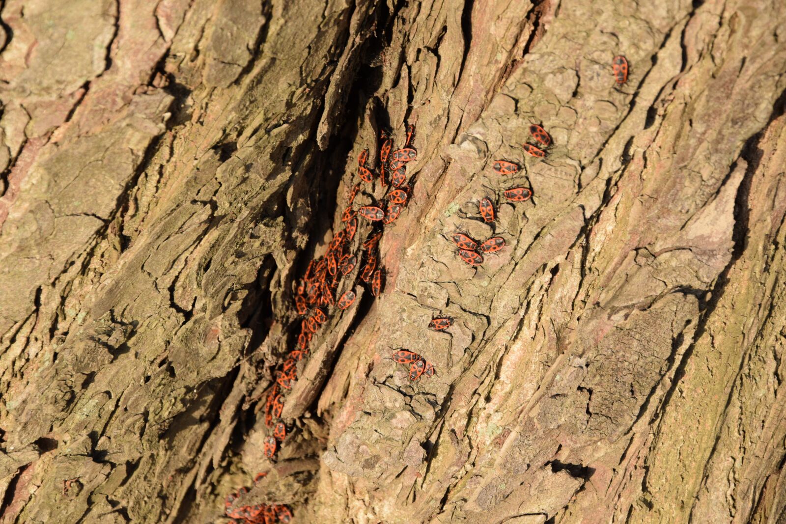 Nikon D5300 sample photo. Beetle, tree, spring photography
