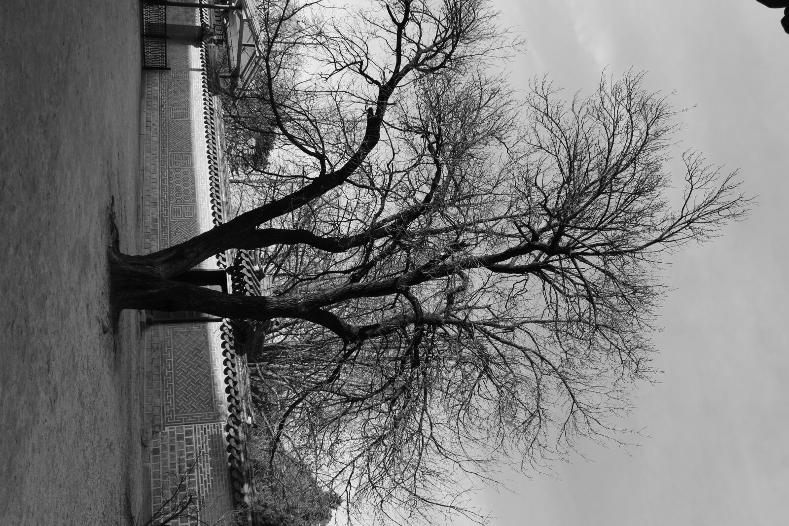Canon EOS 700D (EOS Rebel T5i / EOS Kiss X7i) sample photo. Gyeongbokgung, korea, tree, winter photography