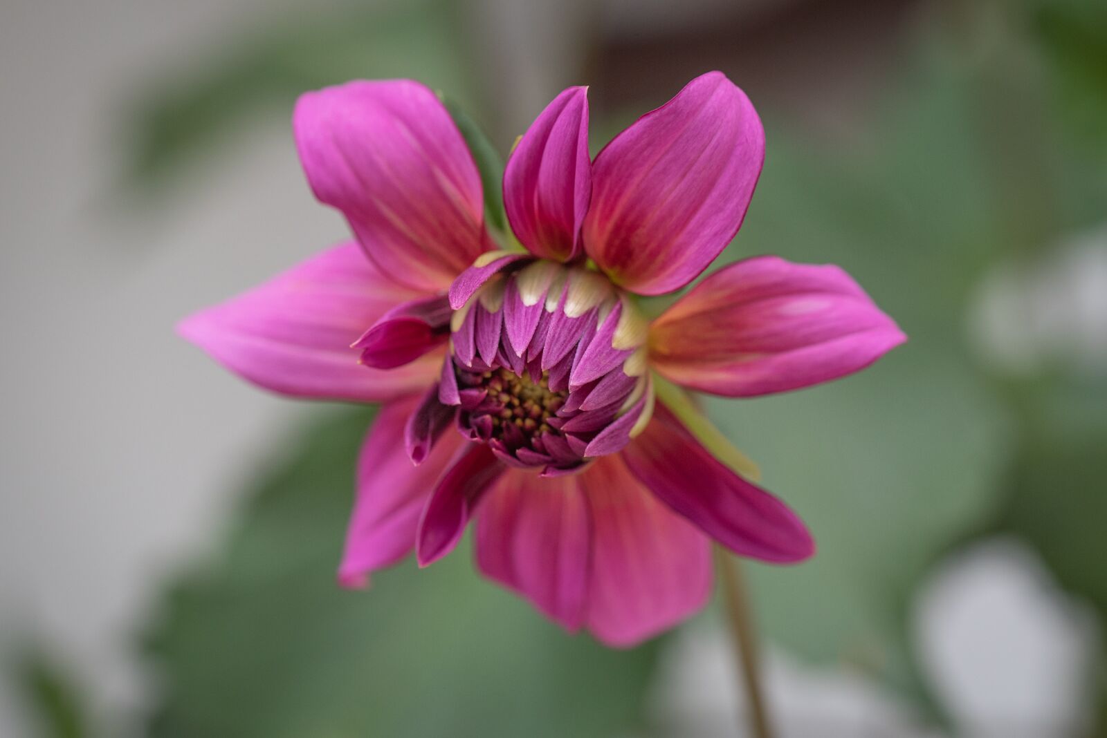 Nikon D750 sample photo. Flower, pink, blossom photography